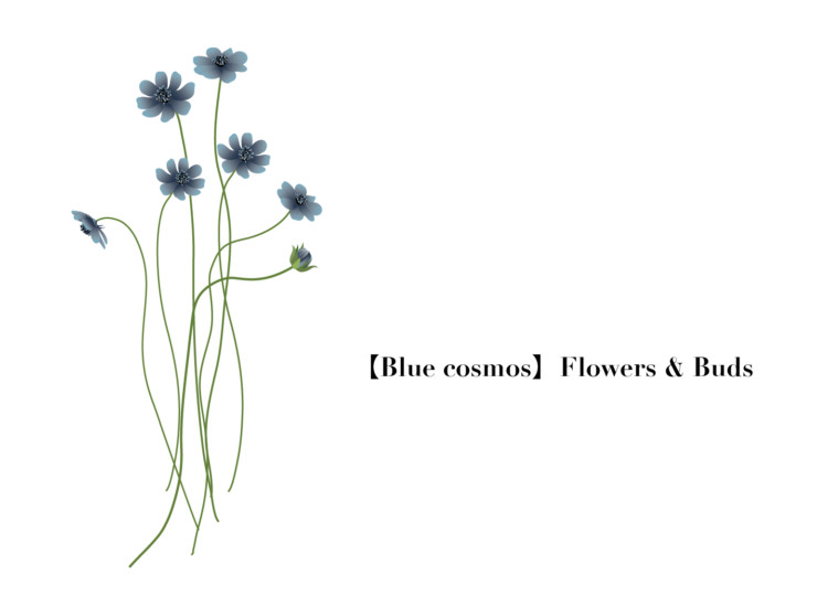 イラスト素材 青いコスモス デザインされた花と蕾の束 7本 透過画像 高解像度 360ppi Horimari Net
